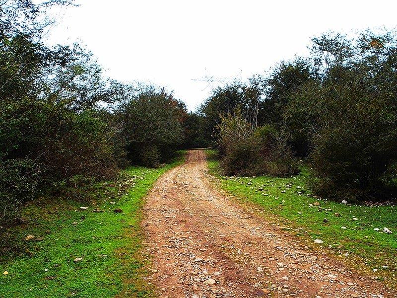 جنگل بلیران-4pnMzKvgY1
