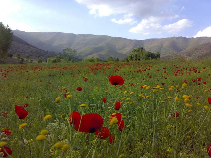 روستای نژو بانه-5RT2J2T6nY