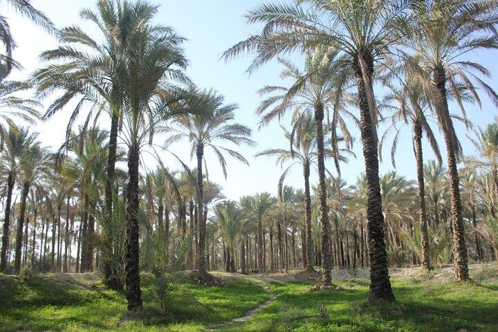 آیا به نگین سبز استان بوشهر سفر كرده‌اید؟-5cewTlYrg3