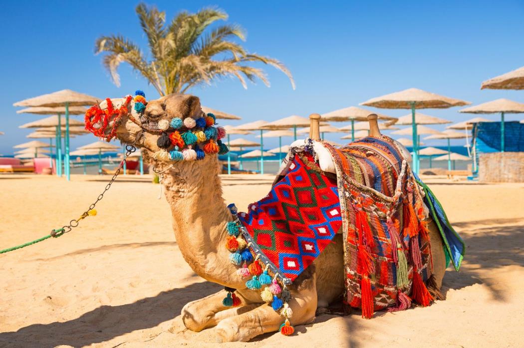 سافاری كیش-5i8U8spU3f