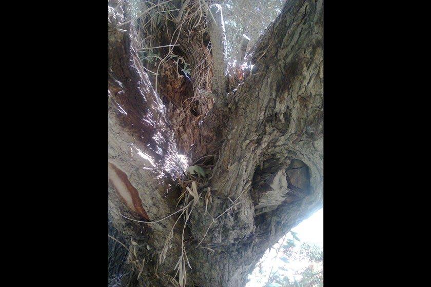 روستای چهار فرسخ شهداد استان كرمان, شهداد-5qu7SpTT5U