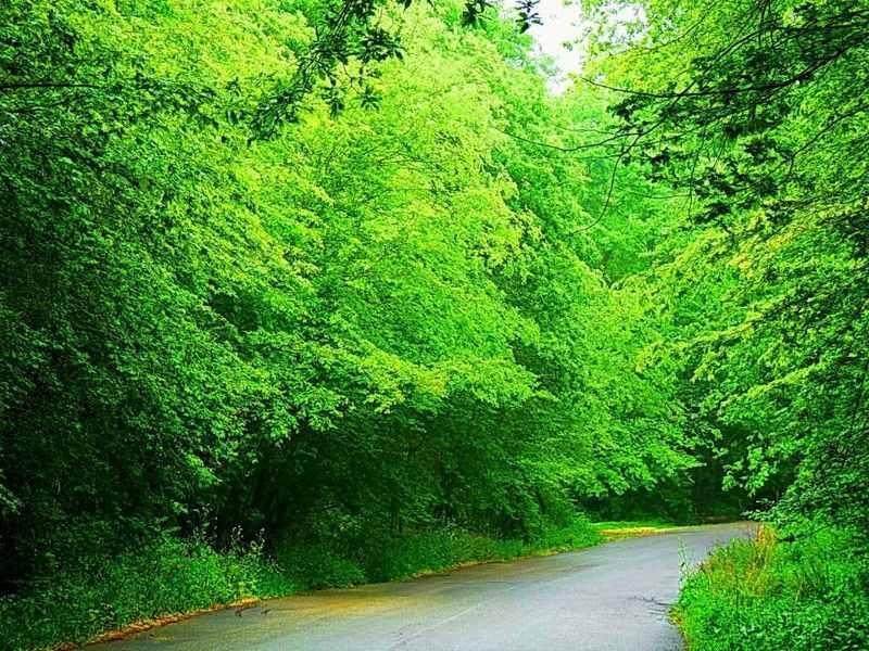 پناهگاه حیات وحش سمسكنده-6IgwefRtgd