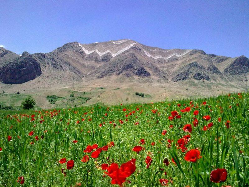 بنه میر-6WRIqLKrGH