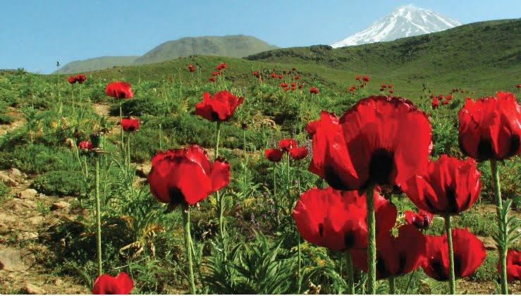 دشت لار، دشت شقایق های تهران-6hAqwLHMUo