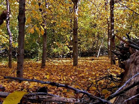 در فصل زیبای پاییز به كجا سفر كنیم؟-6pQRZsgNJc