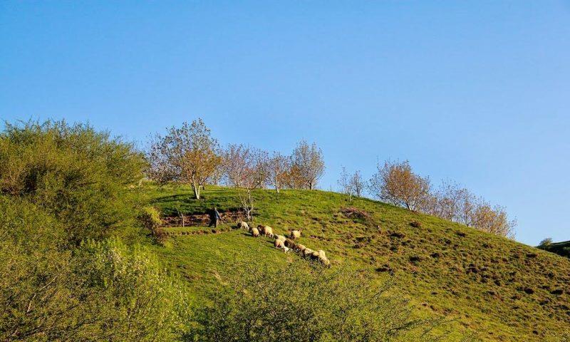 جنگل میر آباد-6u4ohDUskH