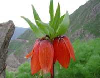 سفر به سرزمین لاله‌ها-6uJ1j467Ws