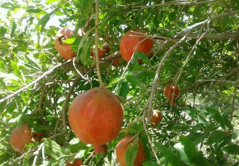 روستای سنگان خاش-73wrPLa4n6
