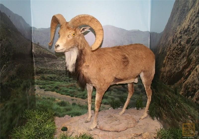 موزه حیات وحش بیرجند-7nfae6eKK7