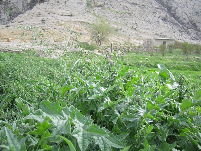 روستای تره دان-89tARXSk94