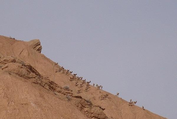 منطقه حفاظت شده رئیسی-8CO3JnnUgv