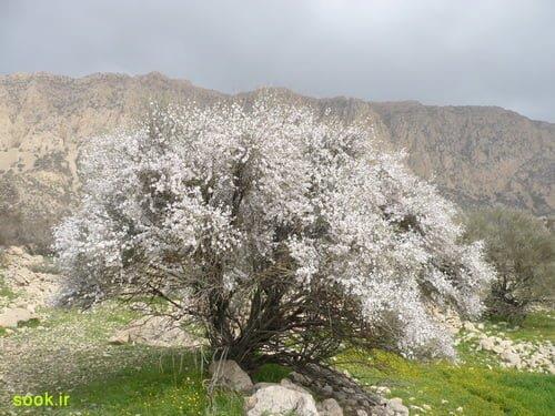 روستای ارجنك شهركرد-93Sfb6Aq97