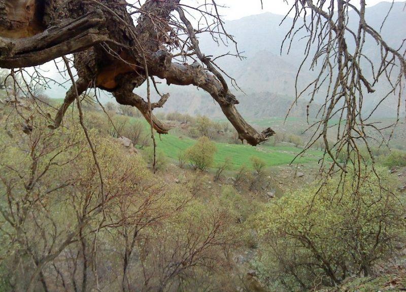 روستای فرهاد آباد قروه-9E6mVjhOIW