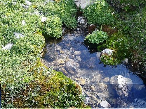 چمنزار مور سلطونی-9KVZ7KiTj2