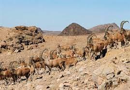 پناهگاه حیات وحش روچون كرمان-9YwePR0Bag