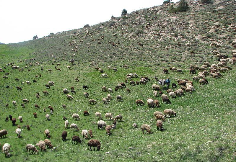 منطقه حفاظت شده دربادام-9bPdA6MdQ0