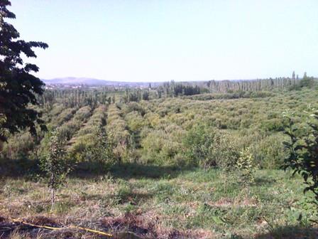روستای شعبان كندی-9fjHXtVoNF