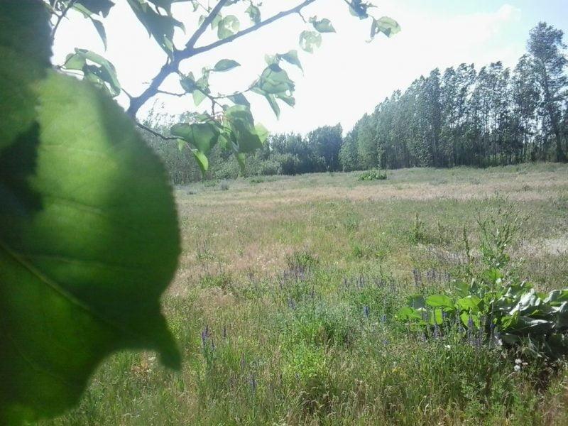 باغ حسین آباد گلتپه طغامین-9fyv69totu