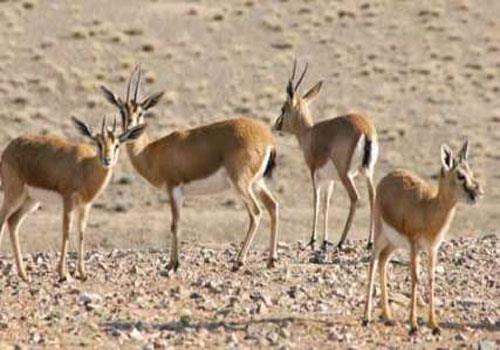 پناهگاه حیات وحش خاركو-9x6ExeOrfI