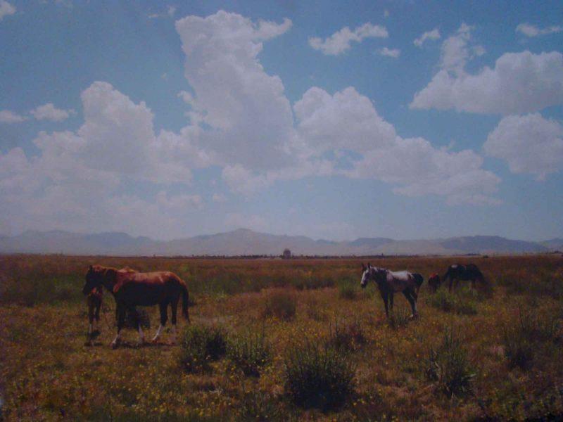 چمن سلطانیه-ACIMGHlRNL