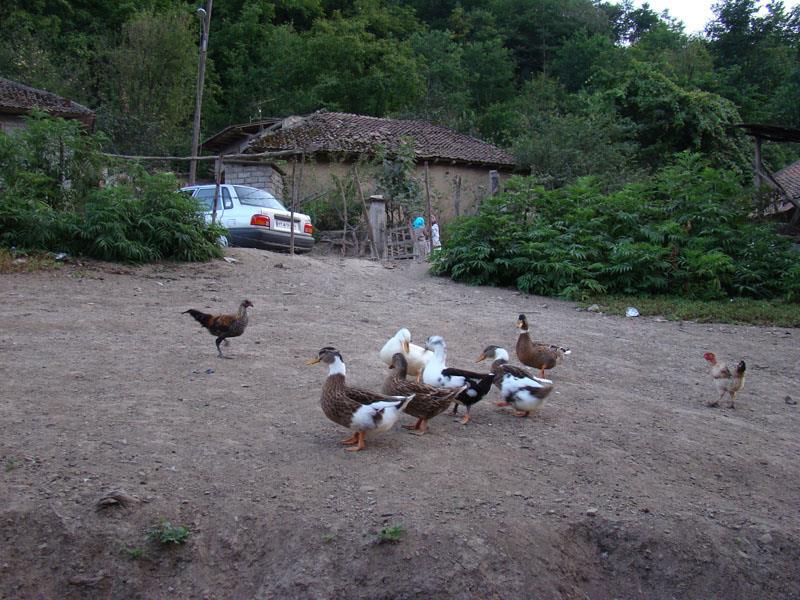 روستاهای آستارا ( معرفی ۶۷ روستای آستارا )-AdcwV6yiDt