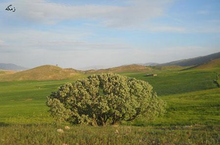 طبیعت زیبای چرداول در ایلام-Ah38AJhrEI