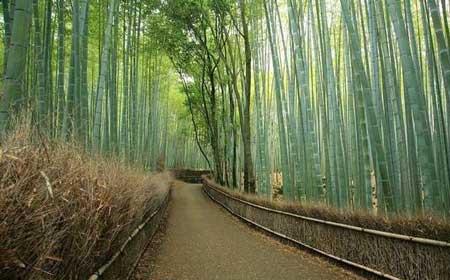 جنگل زیبای بامبو در ژاپن-Ahe5sSGVxs