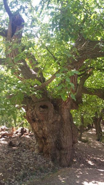 روستای غازم آباد-Ar1aegvvpF