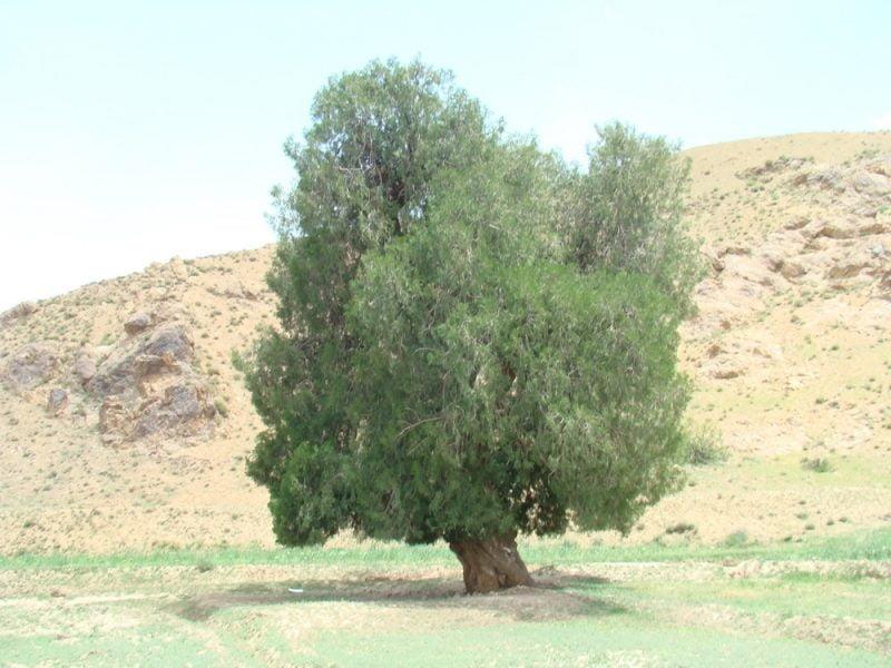 سرو زول-B0DoIdUB2q