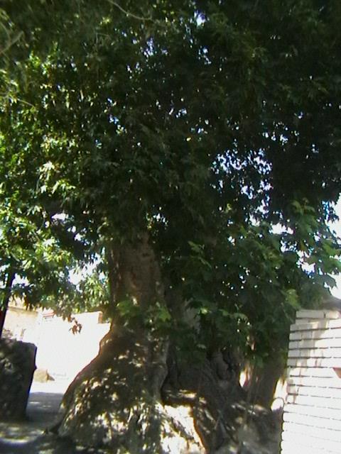 درخت چنار-B88Er3S2Gz