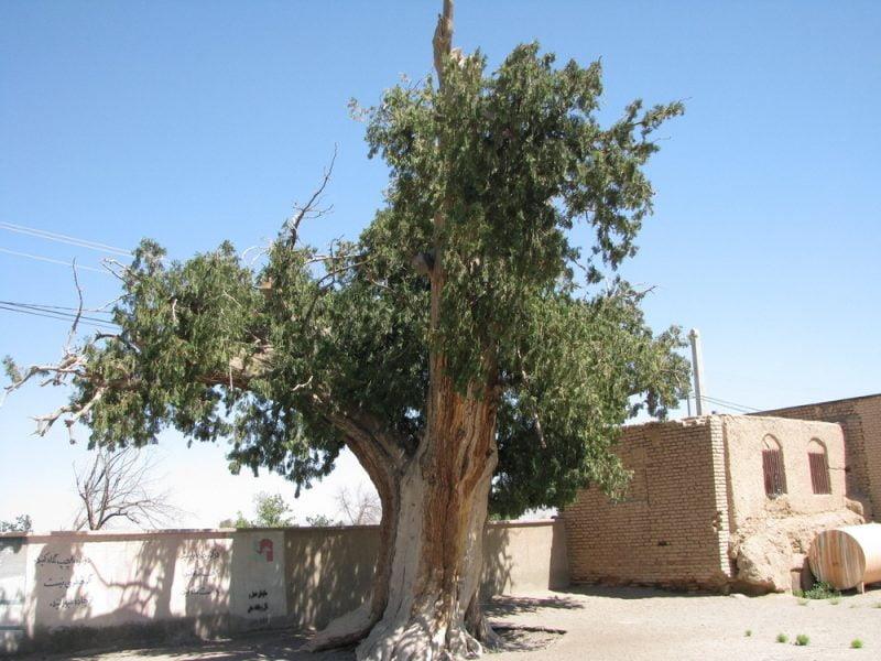 درخت كهنسال سرو گسك-BVxBil7n0q
