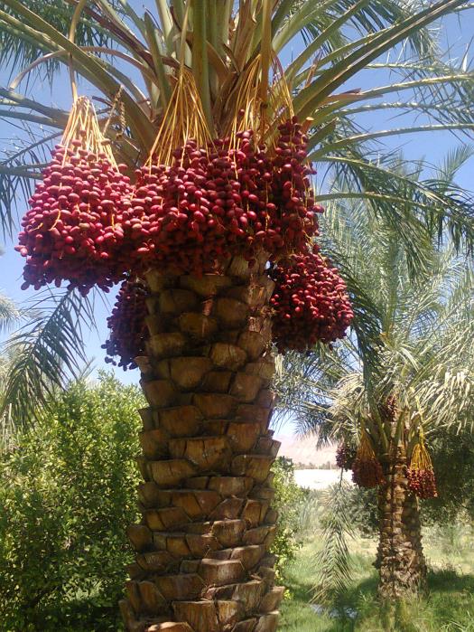 روستای چهار فرسخ شهداد استان كرمان, شهداد-Bdtt23cF58