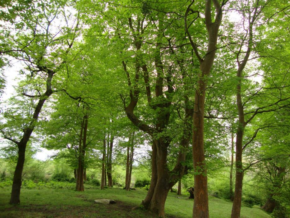روستاهای صومعه سرا ( معرفی ۱۵۰ روستای صومعه سرا )-BicrmFRsBf