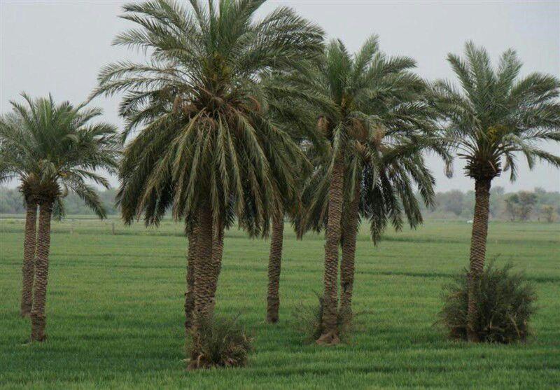 روستای خماط شوش-Bunm95lsKm
