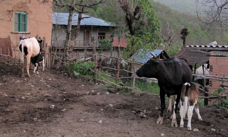 روستای چلی علیا-C0l7oy3Cba