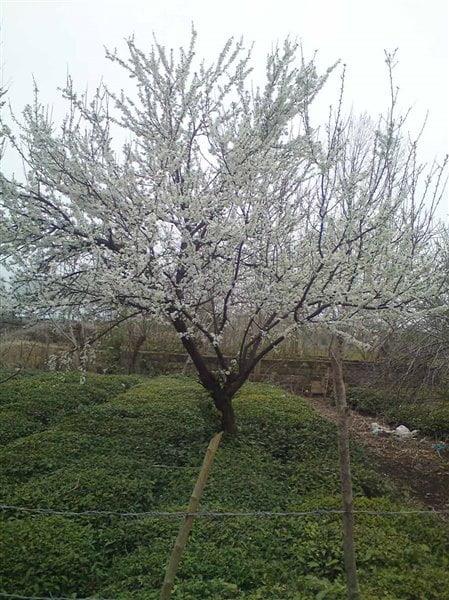 روستای چینی جان-CFrSBN3JyL