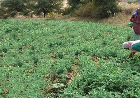 هیواری بازار، ثروتمندترین روستای هند-CeOxXtI0fx