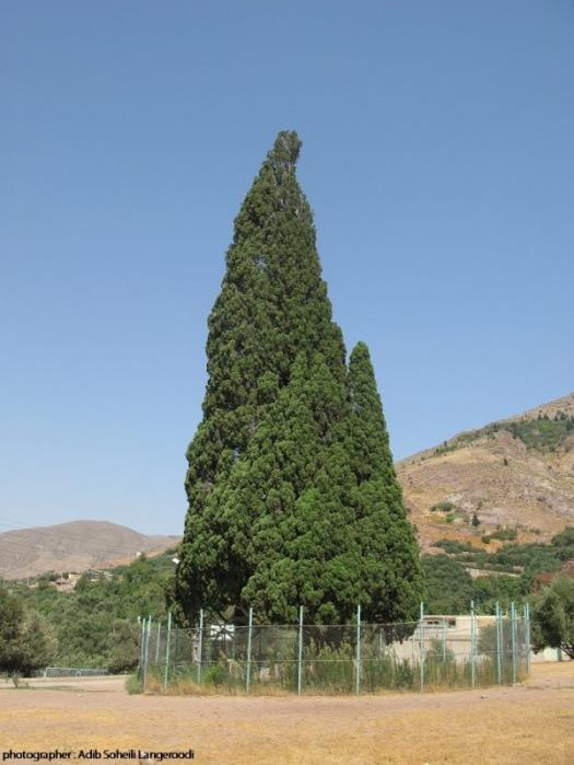 سرو هرزویل-ChmqI65vFy