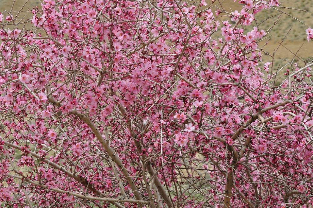 روستای بنه كمر فریدونشهر-CuMJCYhWbF