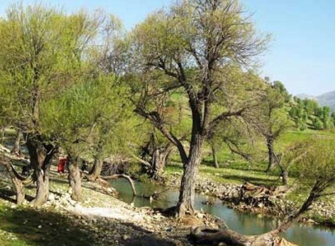 تنگ هونی-DTlTqZka9x
