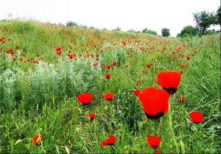 جلوه‌ای از نقش و نگار بهار در طبیعت زیبای تاجیكستان-DmAERasmzk