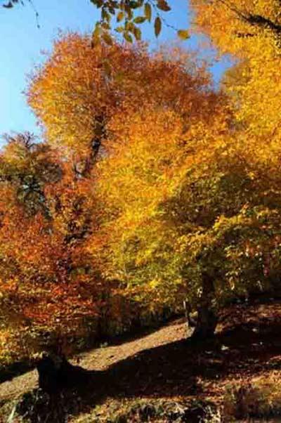 پارك جنگلی خشكهداران-Dntp1QITWL