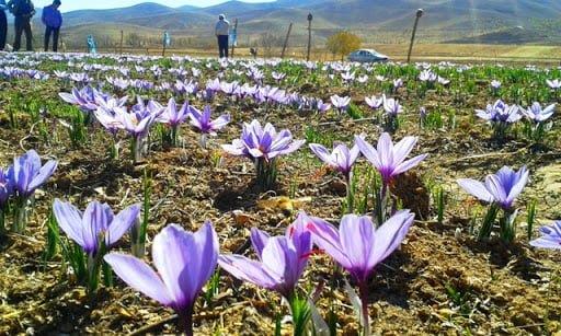 روستای ارجنك شهركرد-Doug0RaATU