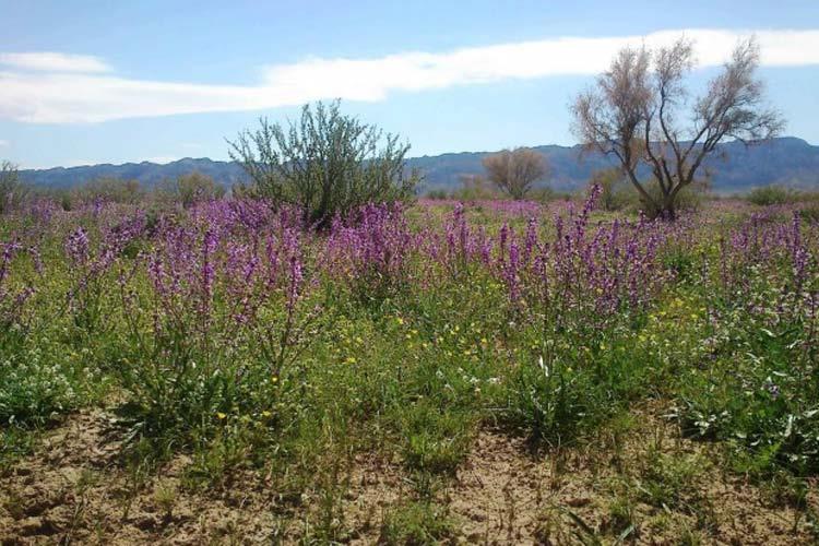 جاهای دیدنی بیرجند در بهار (۴۰ جاذبه گردشگری)-Dpn5pj4ZRe