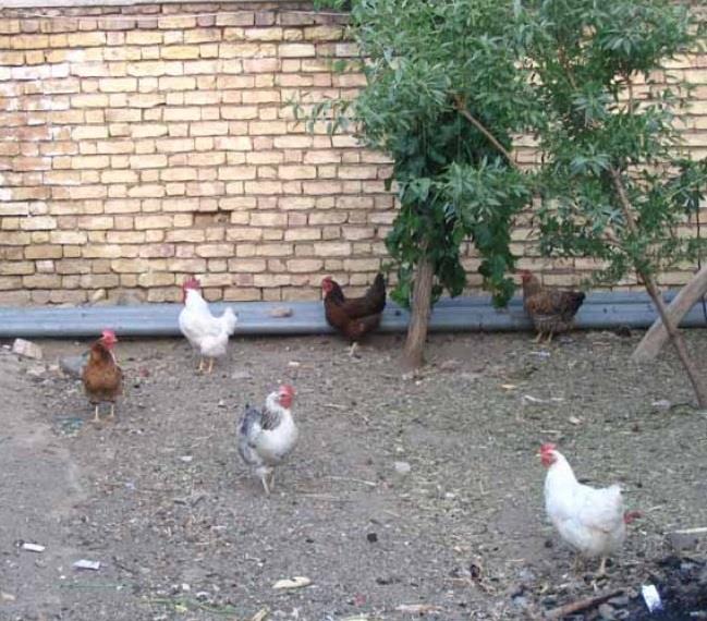 روستای موركان-DzYK3Q0T3P