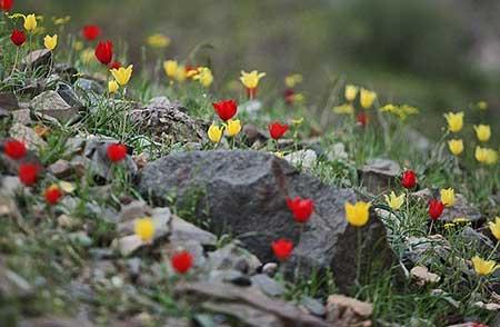 قلعه علی بیگ-E9XzdgDZXS
