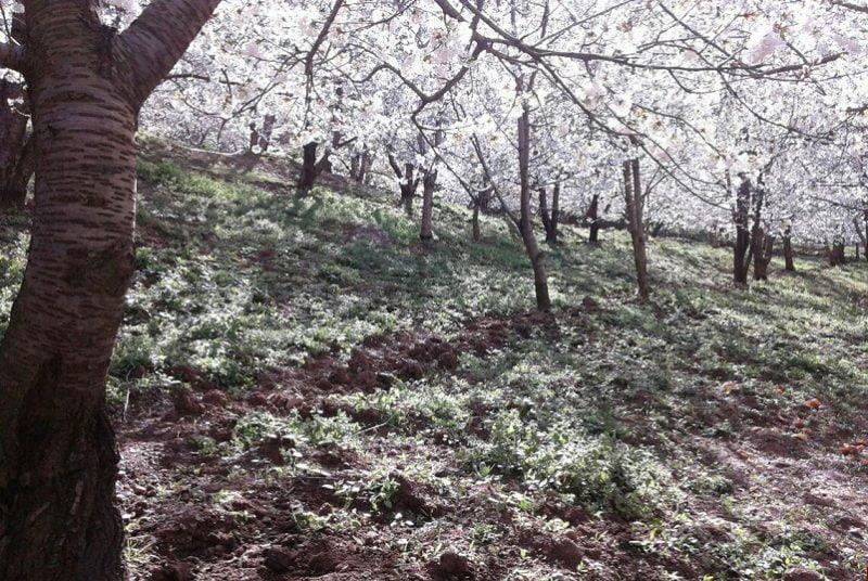 روستای ناصرآباد كجور-EG3EonTMt9