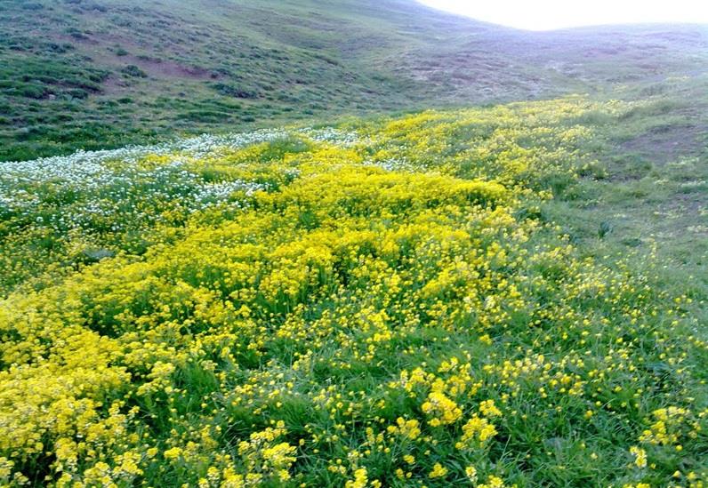 منطقه حفاظت شده یاری قاری-EjP5oOW5vK