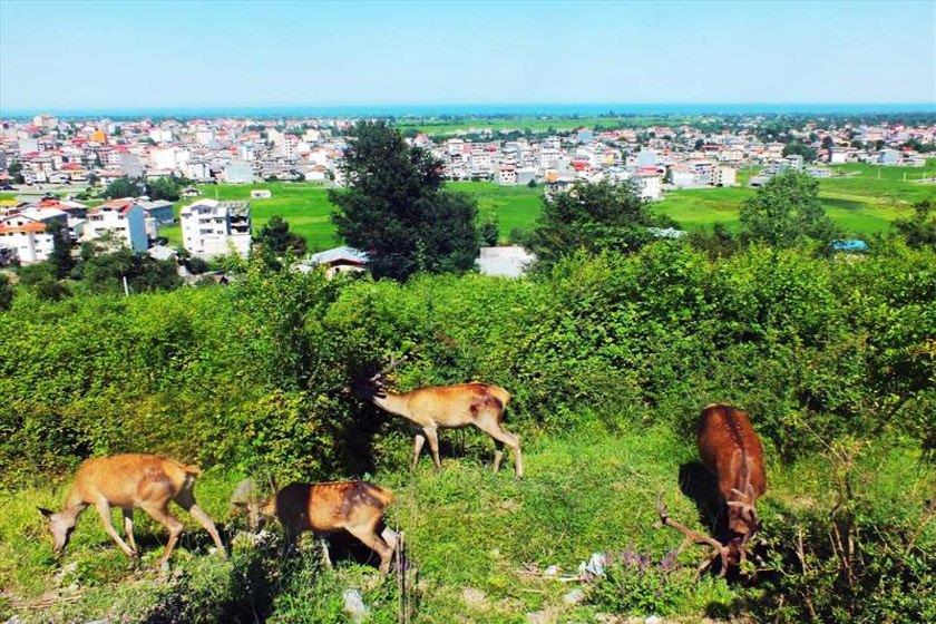 روستاهای تالش ( معرفی ۳۱۳ روستای تالش )-EpFev3RIfD