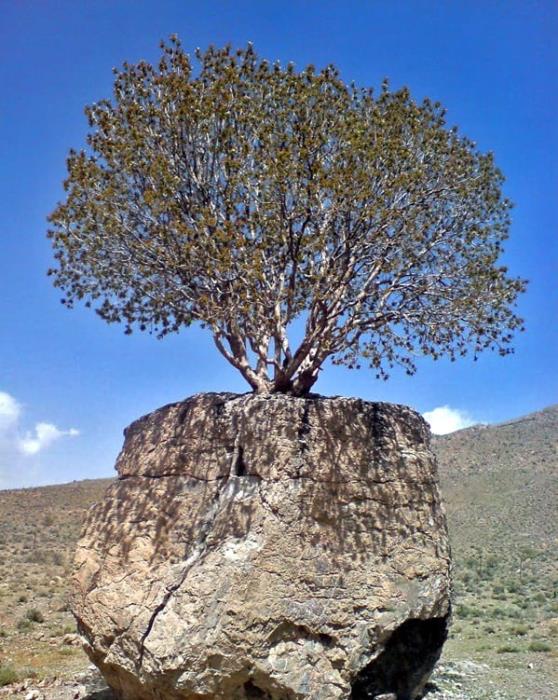 درخت مروارید سبز-EwRtandqCd